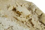Fossil Crab (Potamon) Preserved in Travertine - Turkey #351135-2